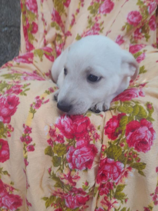 LUCKY – IL PICCOLO CHE ASPETTA SOLO AMORE 💔 Foto 2